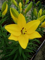 [1635 ElDivo No01.JPG]